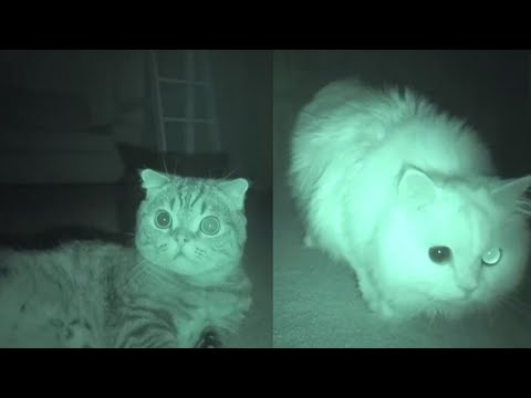 Experts Know Why Your Cat Goes Crazy At Night – And Here’s How You Can Stop Them