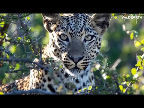 New rosettes, new year - SafariLIVE Sunset - 01 January 2026