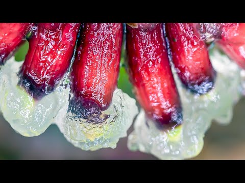 Full Series | Slime, Plastic-Eating Worms & Other Ways To Fix The World | Planet Fix | BBC Earth Lab