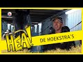 HEA! De Hoekstra's en Friese paarden