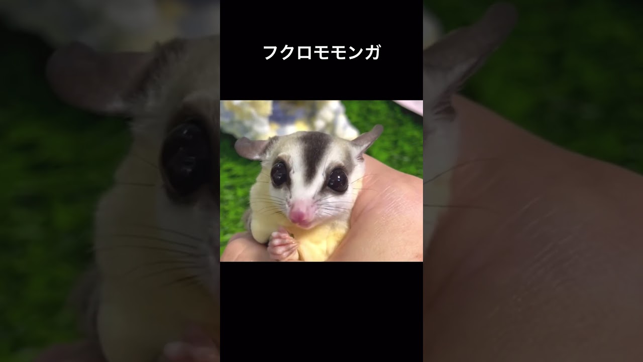 可愛すぎるフクロモモンガ