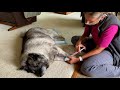 Saying Goodbye to Our 14 Year Old Norwegian Elkhound – Euthanasia in Our Home