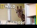 Giraffe Gets A Pedicure Full Episode Magic Of Disney S Animal Kingdom
