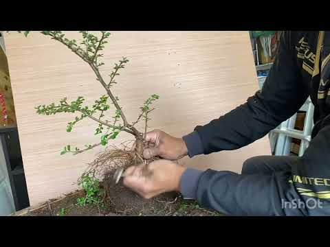 Nursery Stock for Bonsai