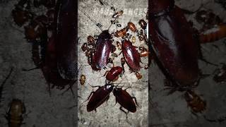Big Cockroach Transformation 🪳#animaljourney #animals #amazingtransformations #nanacancer