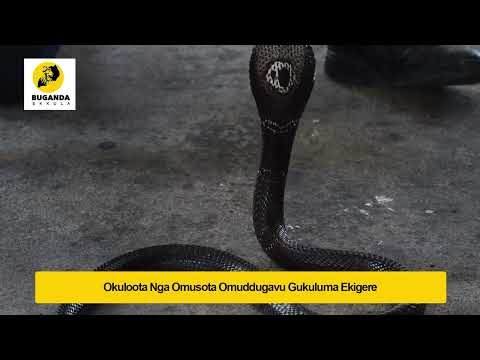 okuloota  nga omusota omuddugavu gukuluma - Ebirooto Namakulu Gaabyo - Buganda Ekkula