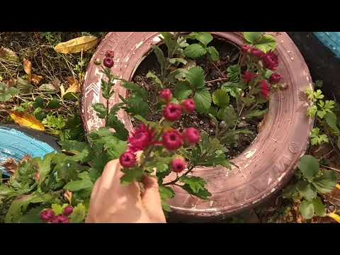 На ПРАЗДНИК С ШАРИКАМИ))) БАБУШКА В ГОСТЯХ/ вкусненькие ПРЯНИКИ/ #VLOG 75