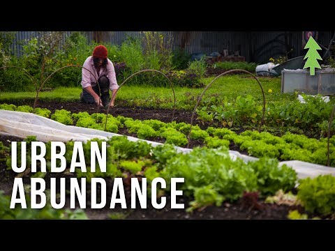 What Cuba can teach America about organic farming