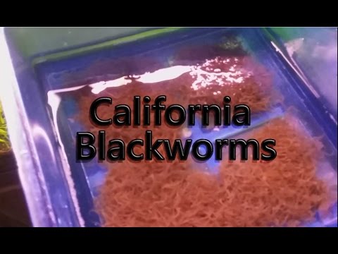 download lagu mp3 mp4 California Blackworm Company, download lagu California Blackworm Company gratis, unduh video klip California Blackworm Company