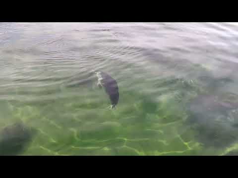 Hülgevaatlus Hiiumaal