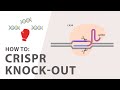 How to perform a CRISPR Knockout Experiment