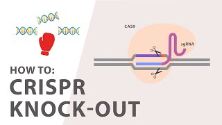 How to perform a CRISPR Knockout Experiment