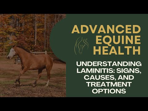 Understanding Laminitis: Signs, Causes, and Treatment Options