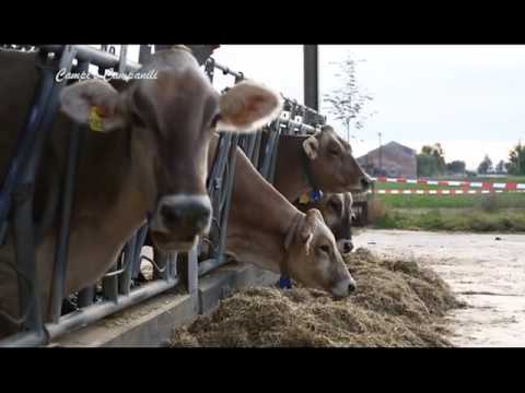 campi e campanili puntata 16 del 16 10 16