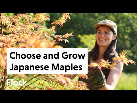 Selecting, Growing and Caring for JAPANESE MAPLES in the Landscape — Ep. 107