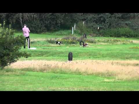 Coursing Hoope '11  Buthayna (r) vs. Ugan (w)