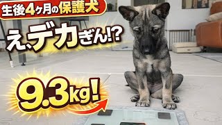 「生後4ヶ月の保護犬、体重測ったらまさかの9.3kg…」