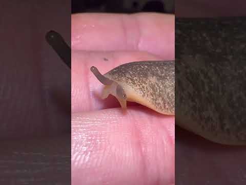 Would you KILL this slug?