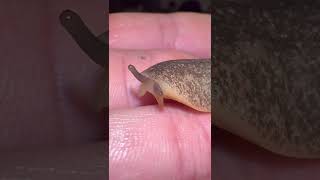 Download lagu Would you KILL this slug? mp3