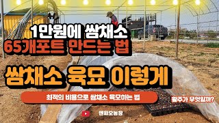 쌈채소육묘 / 모종만들기 / 포트에 채소 씨앗 파종하기