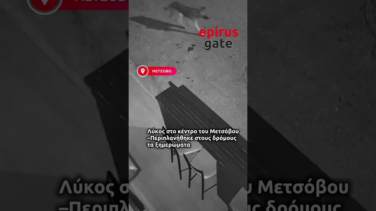 Λύκος στο κέντρο του Μετσόβου – Περιπλανήθηκε στους δρόμους τα ξημερώματα