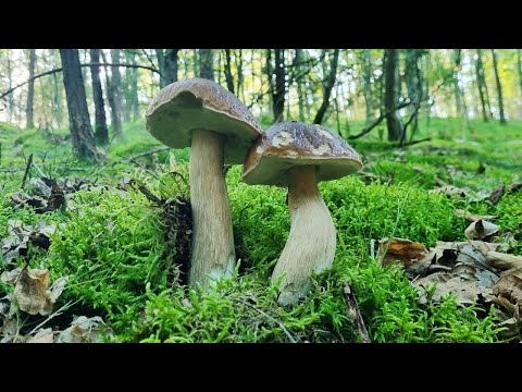 MUSHROOM PICKING in DECIDUOUS FORESTS and then in PINE FORESTS - AUTUMN MUSHROOMS 🍄‍🟫🍄‍🟫🍄‍🟫