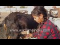 Rajasthani Girl Fetches Her Morning Milk From Her Goats Before Going To School