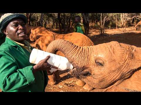 Meet the Men Who Rehabilitate Orphaned Elephants