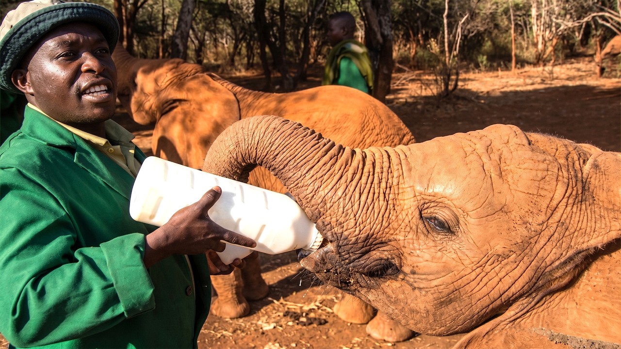 Meet the Men Who Rehabilitate Orphaned Elephants