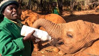Meet the Men Who Rehabilitate Orphaned Elephants