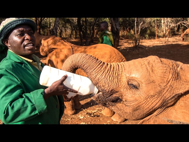 Meet the Men Who Rehabilitate Orphaned Elephants