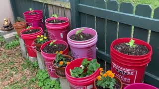 How to Start a New Container Garden