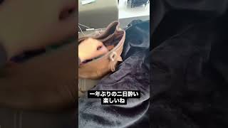 飲み会の翌日の朝 #アイロン