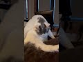 Belly Licks Cat Cats Catshorts Catvideos Aww Cuteanimal Cuteecats Cute Cutecat Kitty