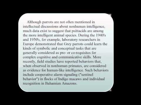 TOEFL Speed Reading Test: 300 Words Per Minute (Parrots)