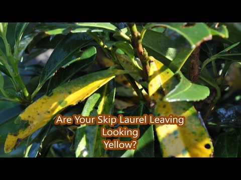 download lagu mp3 mp4 Brown Leaves On Laurel Hedge, download lagu Brown Leaves On Laurel Hedge gratis, unduh video klip Brown Leaves On Laurel Hedge