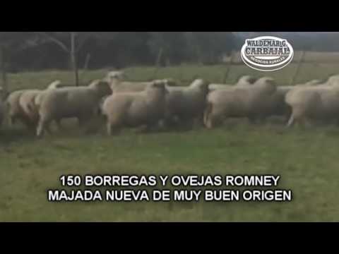 , title : 'borregas y ovejas romney'