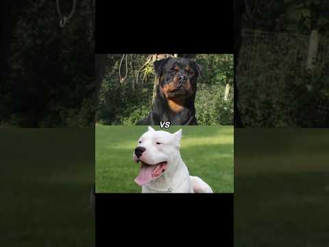 Rottweiler vs dogo Argentino#shorts