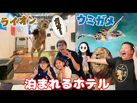 「ライオンの巣窟」が4月に新しい雌ライオンとともに帰ってくる