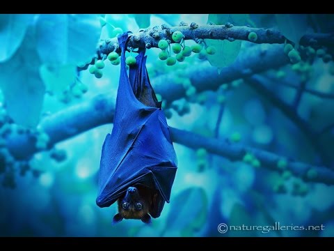 Rudy Zensky - Rocker [Trap]  No Copyright Trap for youtube