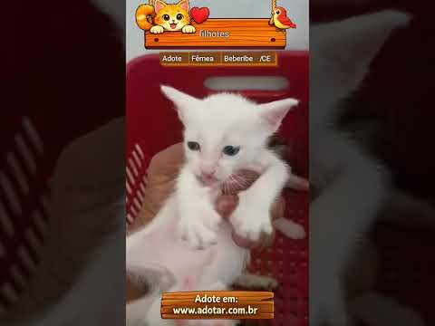 Vídeo de filhotes