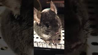 冬がはじまるよ〜
