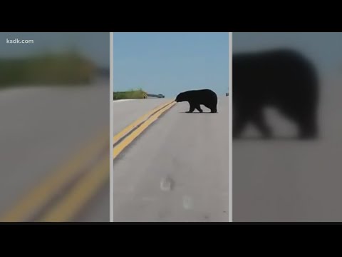 Bruno the bear, who wandered through St. Louis area, has died