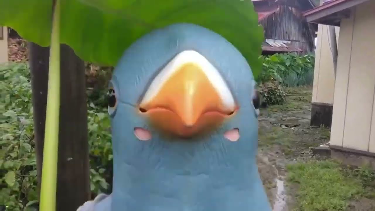 ［No.123］鳩物語