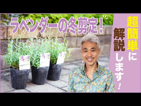 冬の終わりにラベンダーの剪定をすべきですか?簡単なメンテナンスのヒントに従ってください。  庭園