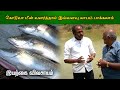 கொடுவா மீன் வளர்த்தால் இவ்வளவு லாபம்
