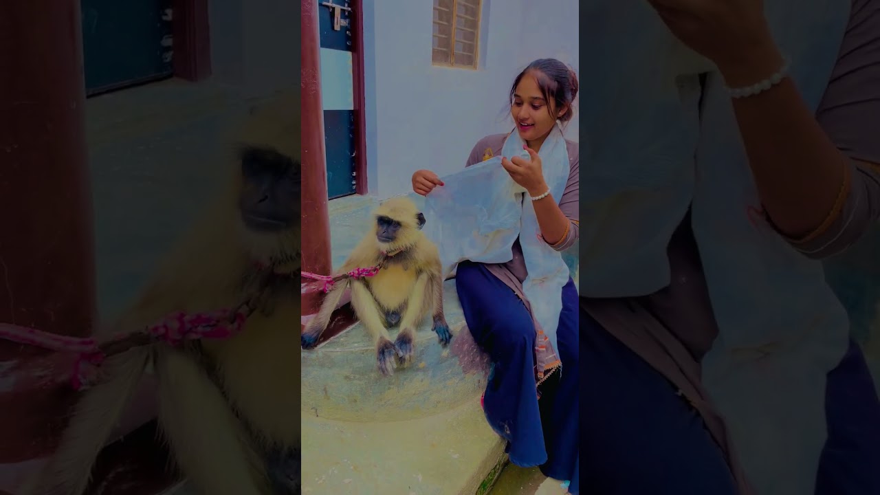 मासूमियत….🥰#shorts #youtubeshorts #short #viralshort #trending #viralshort #youtube #monkey