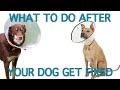 How To Care For Dogs After Spay Neuter