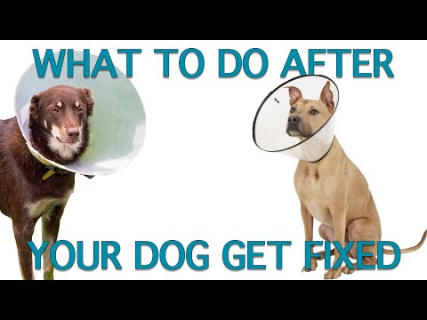 How To Care For Dogs After Spay Neuter