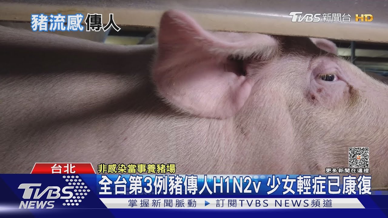 全台第3例豬傳人H1N2v 少女輕症已康復